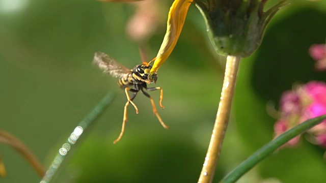 大自然有趣的昆虫饮水飞行盘旋视频素材