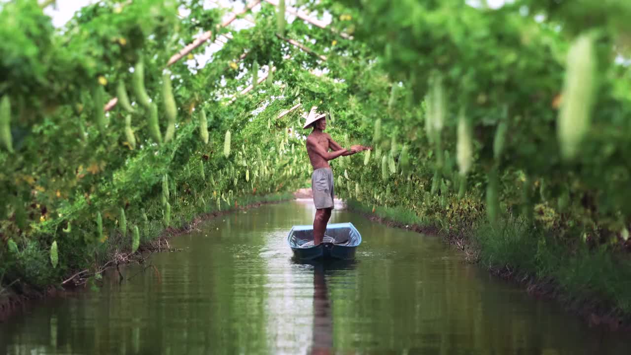 越南安江省安府，在越南风格的苦瓜园，站在传统的湖面上的船保持产量，蔬菜园和农场的概念视频素材