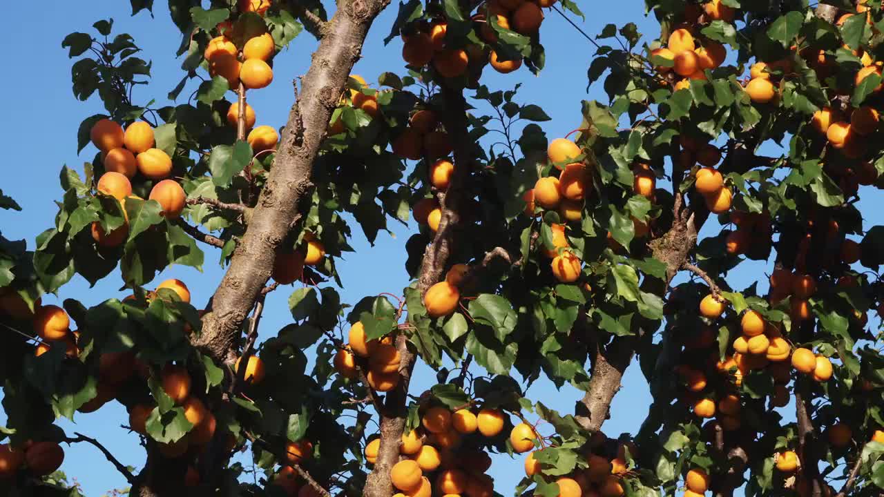 新西兰奥塔哥中部果园树上成熟的杏子视频下载