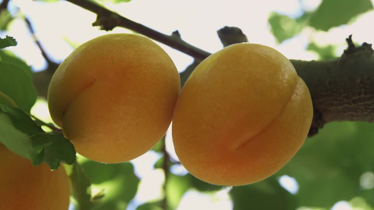 新西兰中部奥塔哥，树上成熟的杏子等待采摘视频下载