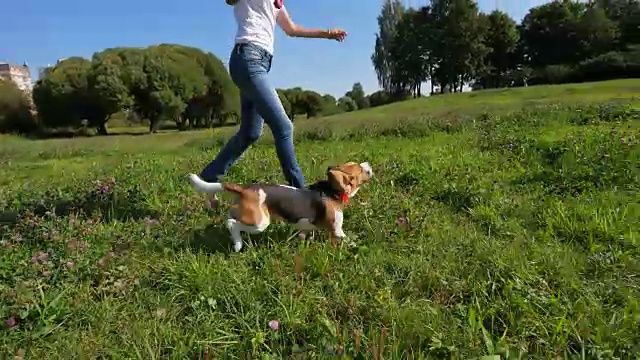 小猎犬跳得很高，追着玩具，开心的笑着跟小女孩玩，慢动作视频下载