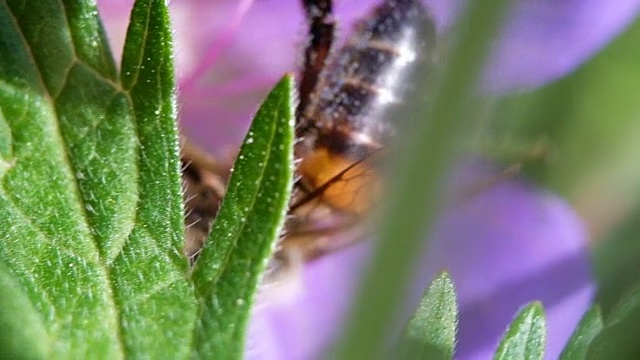 蜜蜂授粉丁香紫罗兰花，近距离宏观视频素材