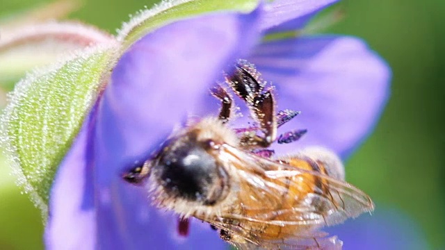 蜜蜂给紫罗兰花授粉，特写。慢动作视频素材
