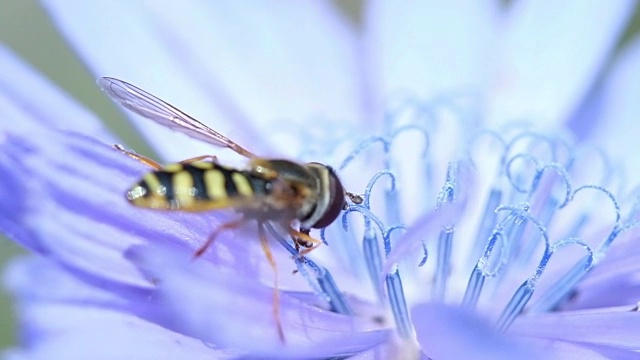 黄蜂为一朵蓝色的花授粉，特写视频素材