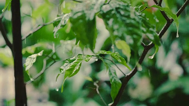 雨滴落在树叶上特写视频素材