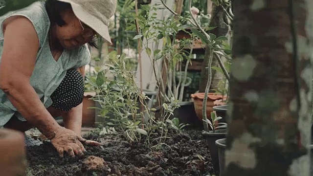 亚洲高级妇女在花园种植绿色幼苗。视频素材