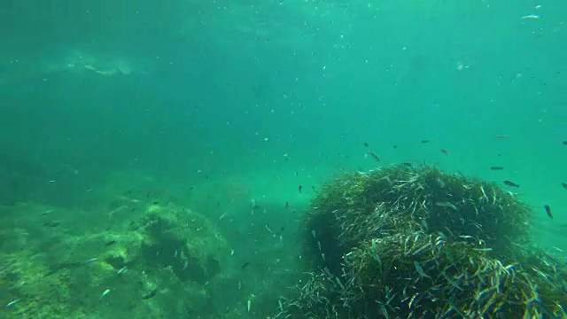 浮潜视角:科西嘉周围清澈的地中海视频素材