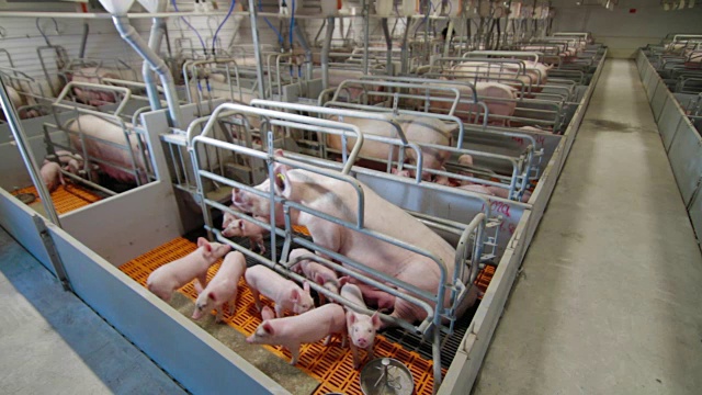 现代工业化养猪场视频下载