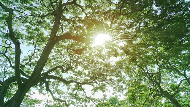 阳光透过大树。视频素材