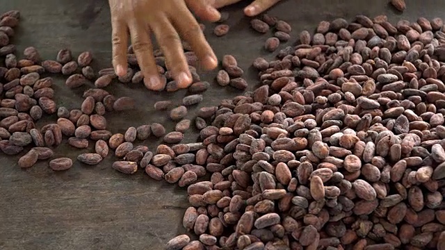 可可豆和可可豆荚在木质表面上。视频素材