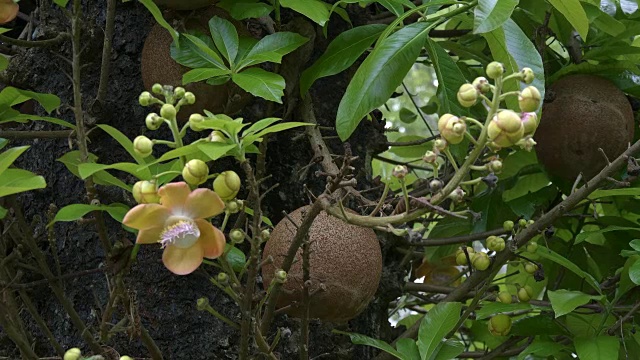 在巴厘岛的一棵树上，大炮球树的果实视频下载