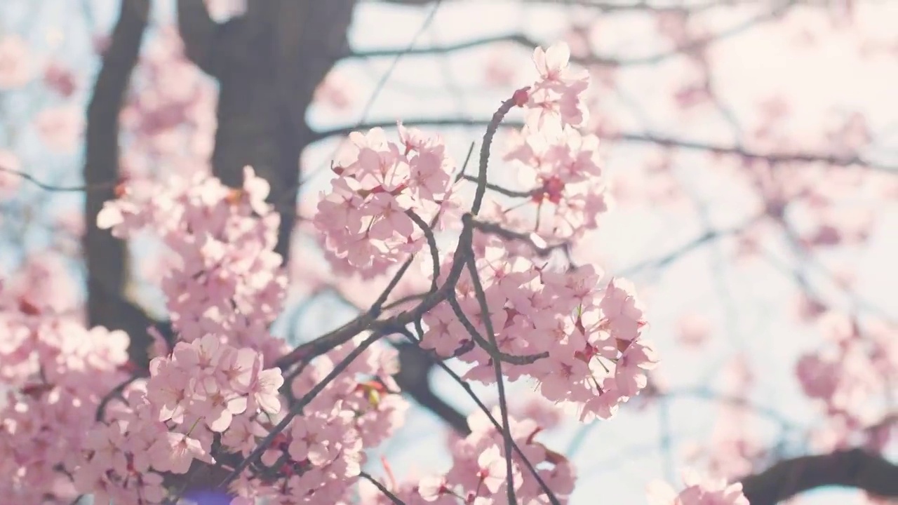 樱花树与蓝色的天空视频下载