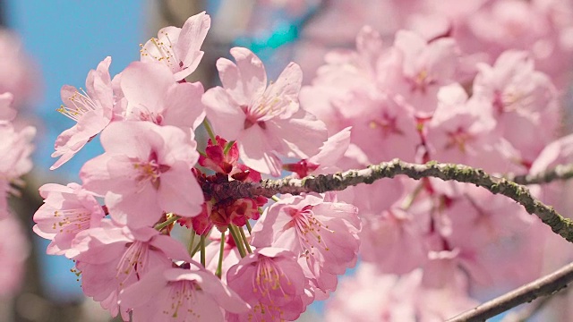 樱花树与蓝色的天空视频素材