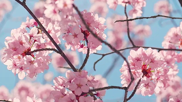 樱花树与蓝色的天空视频素材