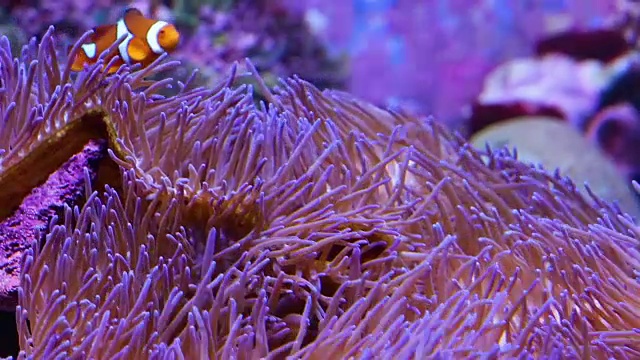 水族馆内的珊瑚视频下载