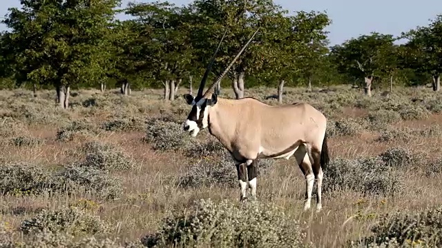 非洲埃托沙的大羚羊视频素材