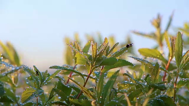 露珠在绿色的叶子上接近背景视频素材