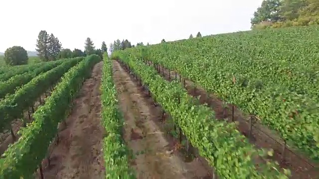 葡萄园空中无人机视频素材