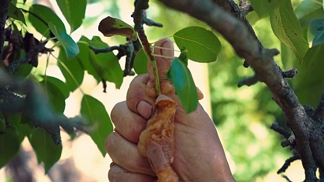 一个男人的手捏碎了挂在树枝上的烂梨，一个园丁从树上摘下了一个烂水果视频素材