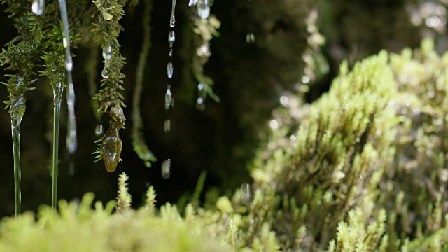 水从苔藓上滴落的慢镜头特写视频素材