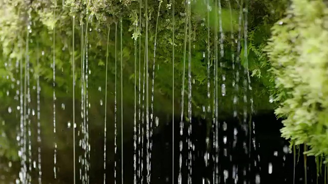 水从苔藓上滴落的慢镜头特写视频素材