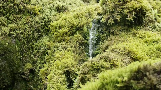 水流在苔藓上的慢镜头特写视频素材