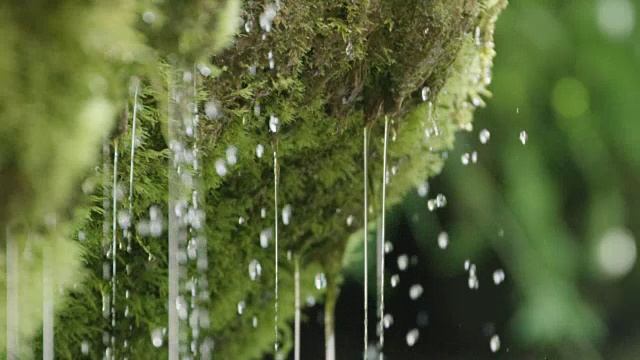 泉水从苔藓上滴下的慢镜头特写视频购买