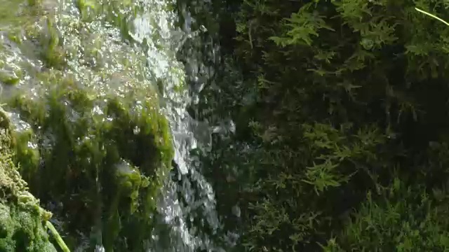 水流在苔藓上的慢镜头特写视频素材