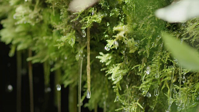泉水从苔藓上滴下的慢镜头特写视频素材