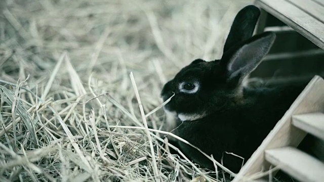 可爱的兔子视频素材