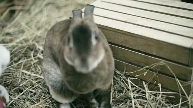 可爱的兔子视频素材
