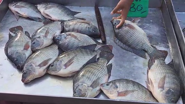 市场上新鲜的罗非鱼视频素材