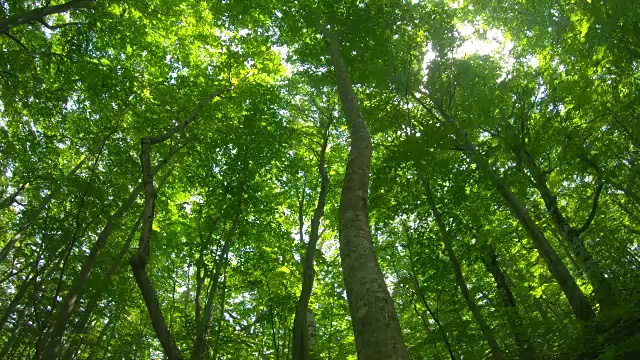 清新绿色的山毛榉林视频素材