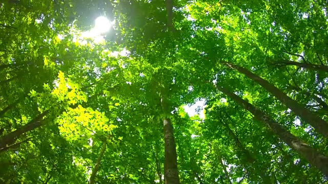 清新绿色的山毛榉林视频素材