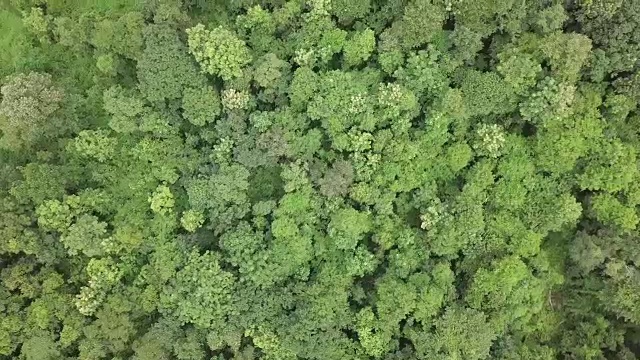 高空鸟瞰热带雨林景观视频素材