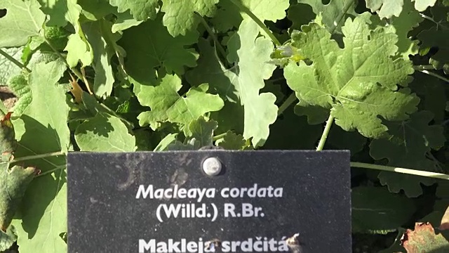 香料和草药。在夏季，观赏园林植物又称羽罂粟。麦克利亚·科达在花园里的手写签名。视频下载