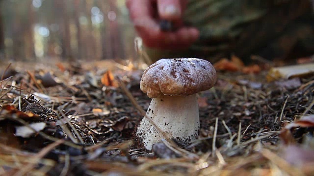 一个人在秋天的森林里打碎了一个可食用的蘑菇视频素材