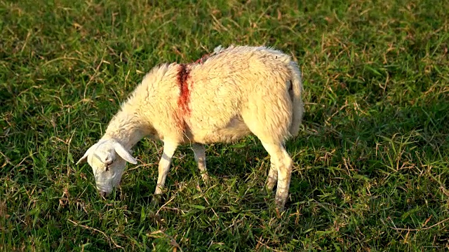 可爱的小羊羔站在草地上看镜头的4K电影。视频素材