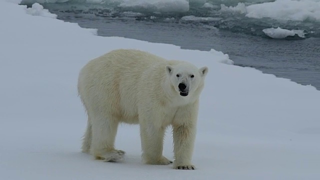 北极熊在冰上视频下载