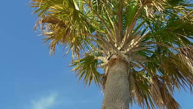 棕榈树映衬着美丽的蓝天视频素材