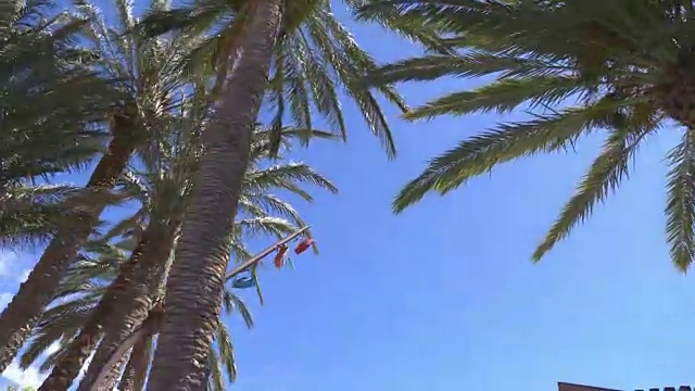 在棕榈树下驾驶，4K慢镜头60fps视频素材