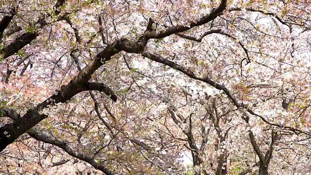 美丽的樱花，樱花盛开，春天视频素材