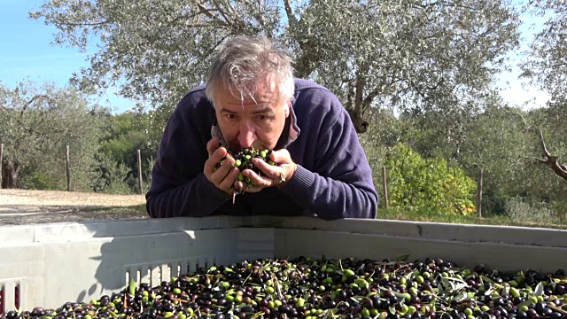 农民检查有机橄榄收获和检查果园质量视频下载
