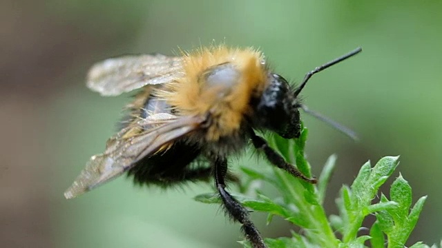 大黄蜂坐在一棵植物上的微距慢镜头视频素材