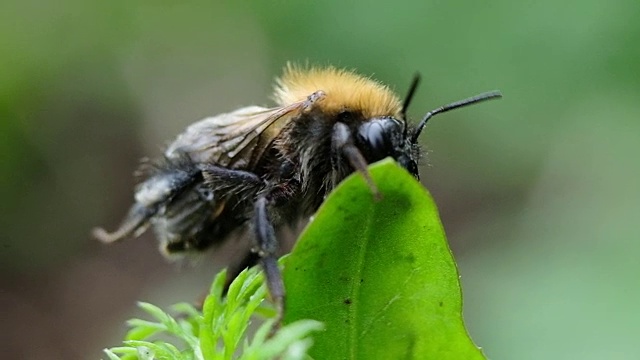 大黄蜂正在一棵绿色植物上洗爪子视频素材