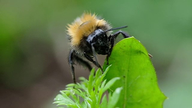 大黄蜂在绿植上剥腹宏，慢动作视频素材
