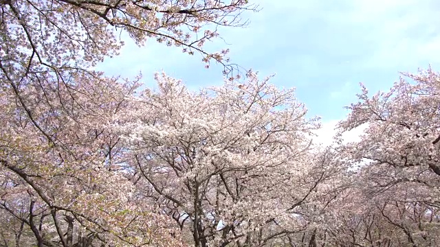 美丽的樱花，樱花盛开，春天视频素材