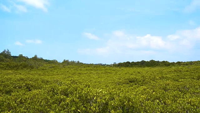 金色的红树林领域视频素材