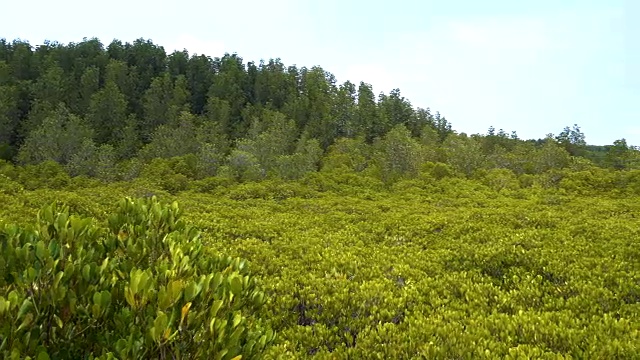 金色的红树林领域视频素材