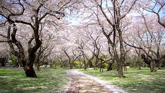 樱花树下的人行道是日本浪漫气氛的景象视频素材